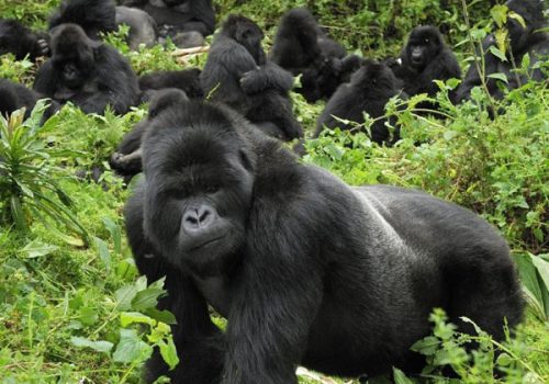 7 Days Gorilla and Chimpanzee Tracking Safari