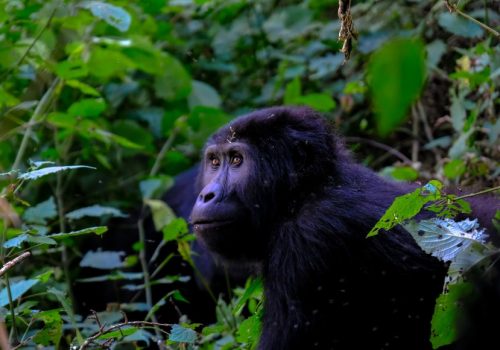 8 Days Uganda Primate Tracking Safari