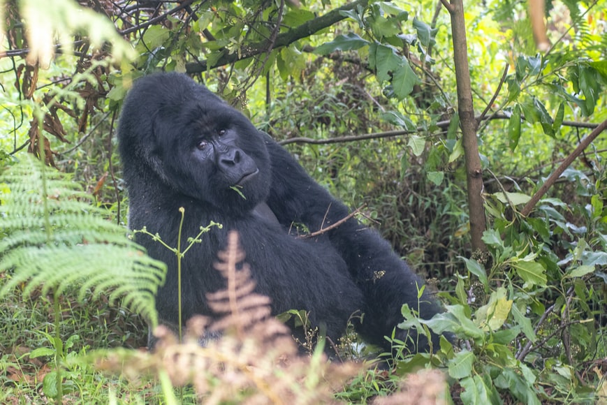 4 Days Rwanda Gorilla Trekking Safari