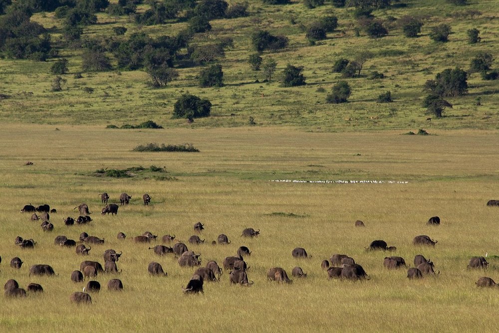 Buffaloes in Akagera