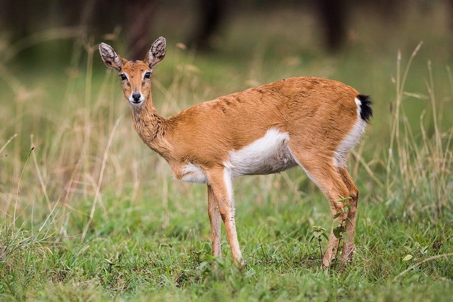 Akagera National Park