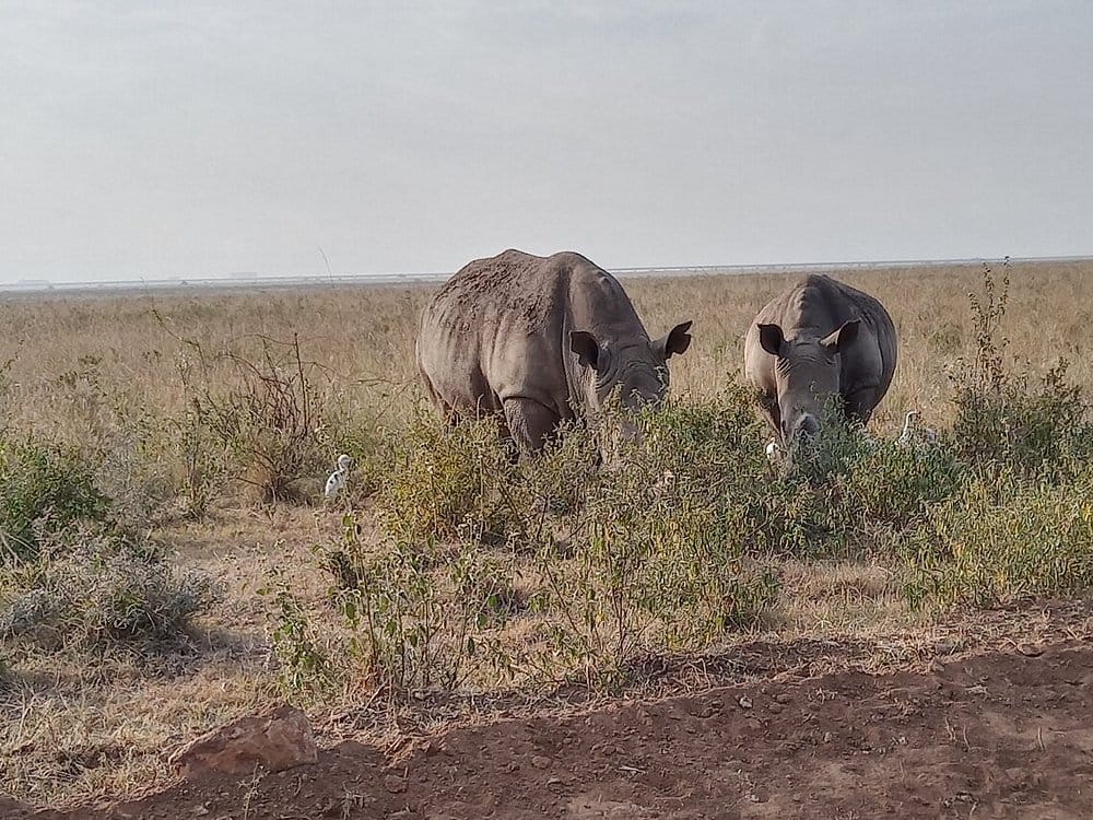 Black rhinos in Nairobi Nrional Park