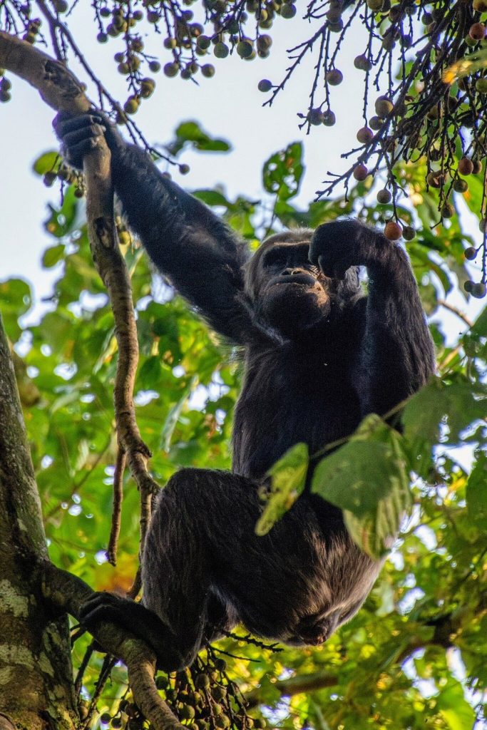 Chimps trekking in Nyungwe National Park