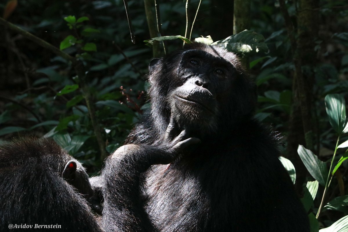 Chimpanzee Trekking in Kibale Forest with Gorilla Page Safaris