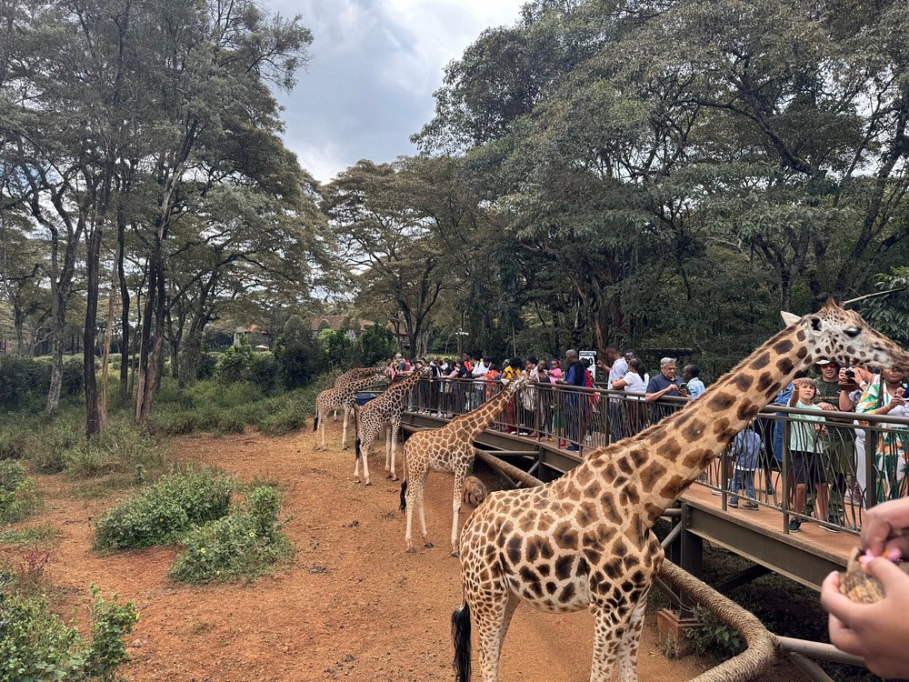 Giraffes Centre in Nairobi Kenya