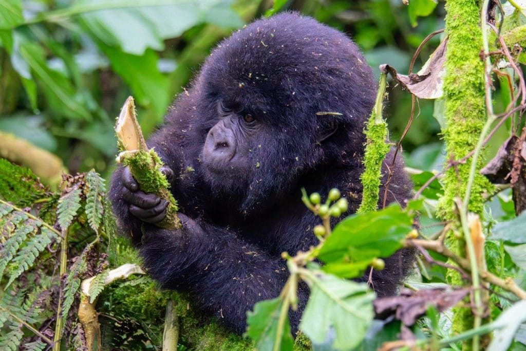 Mountain Gorilla in the Volcanoes national park