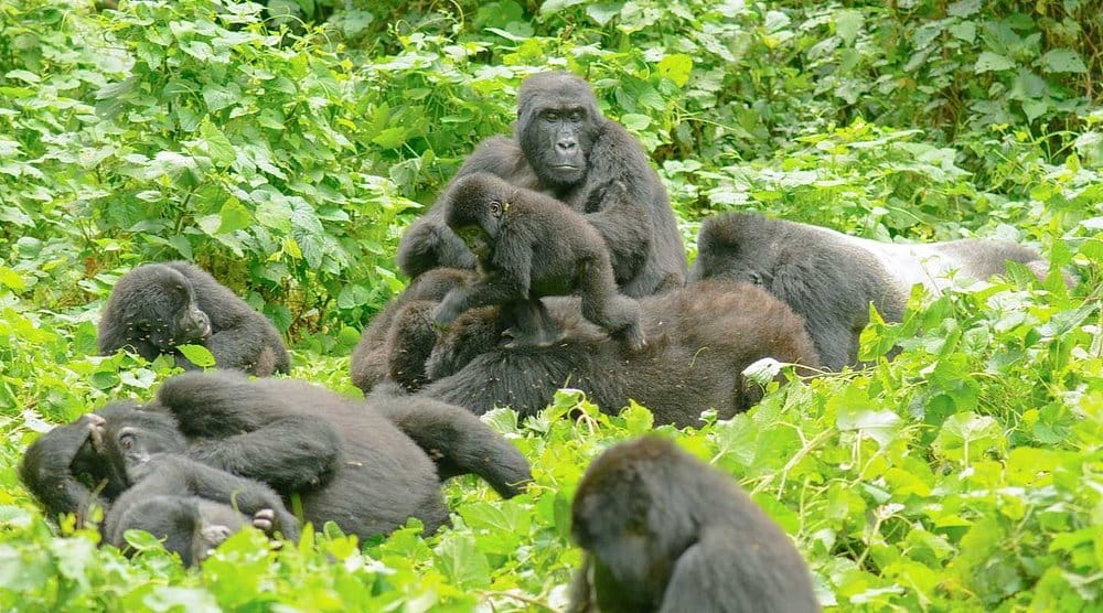 Gorilla Family in the Natural habitats