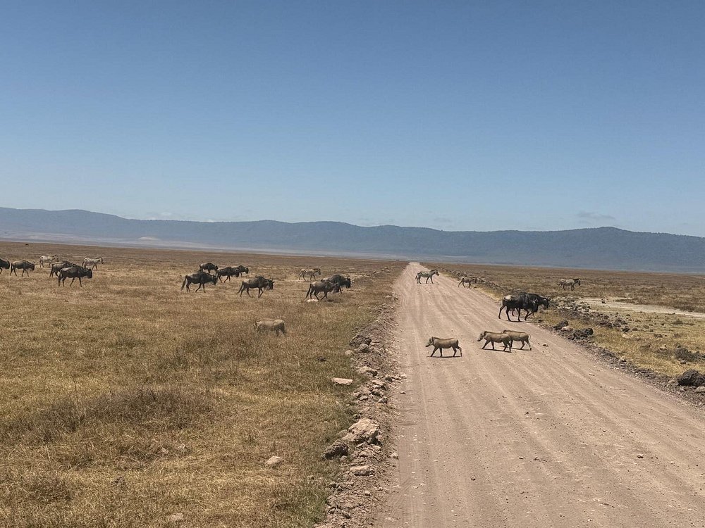 Wildlife in Ngorongoro Crater