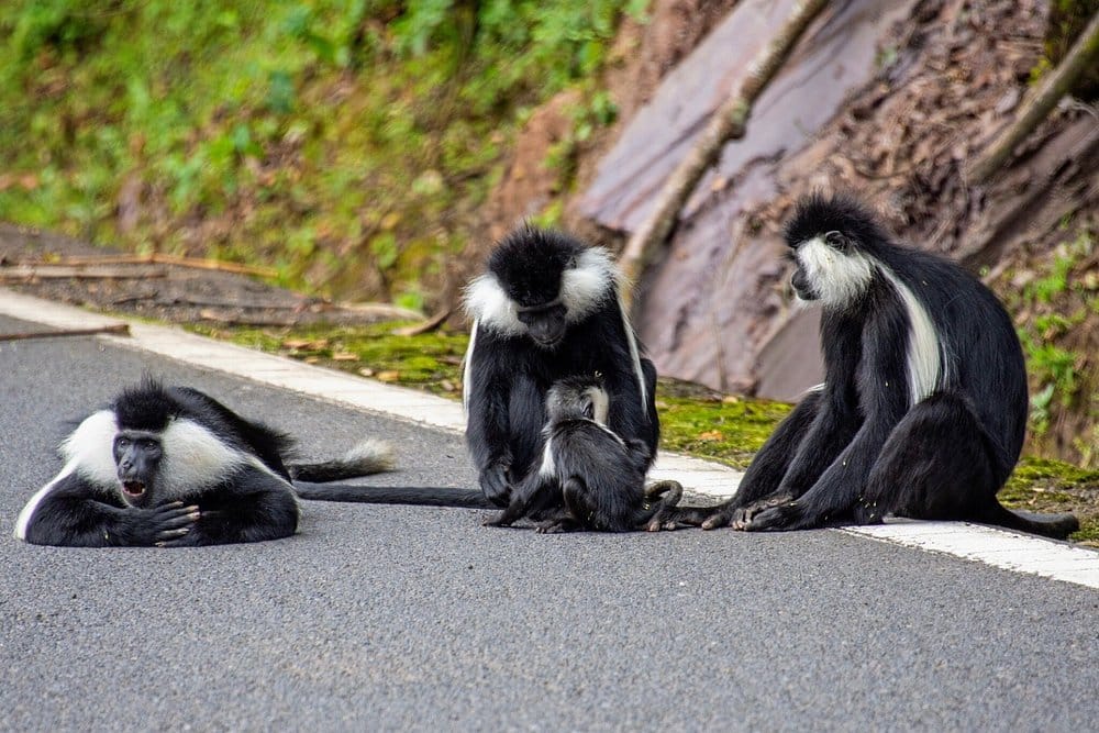 Nyungwe National Park