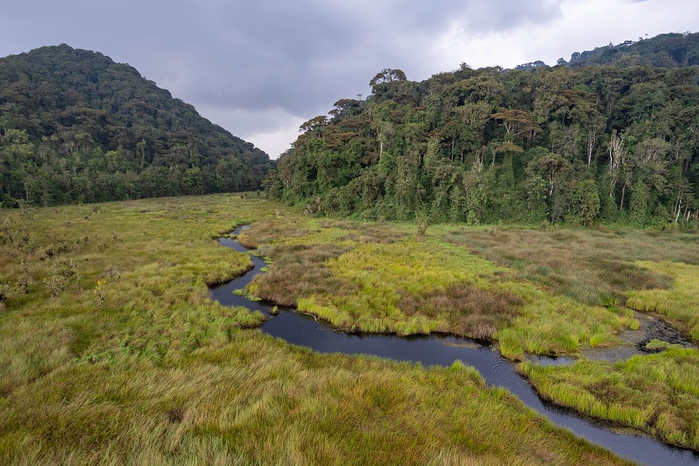 Nyungwe Forest in Rwanda