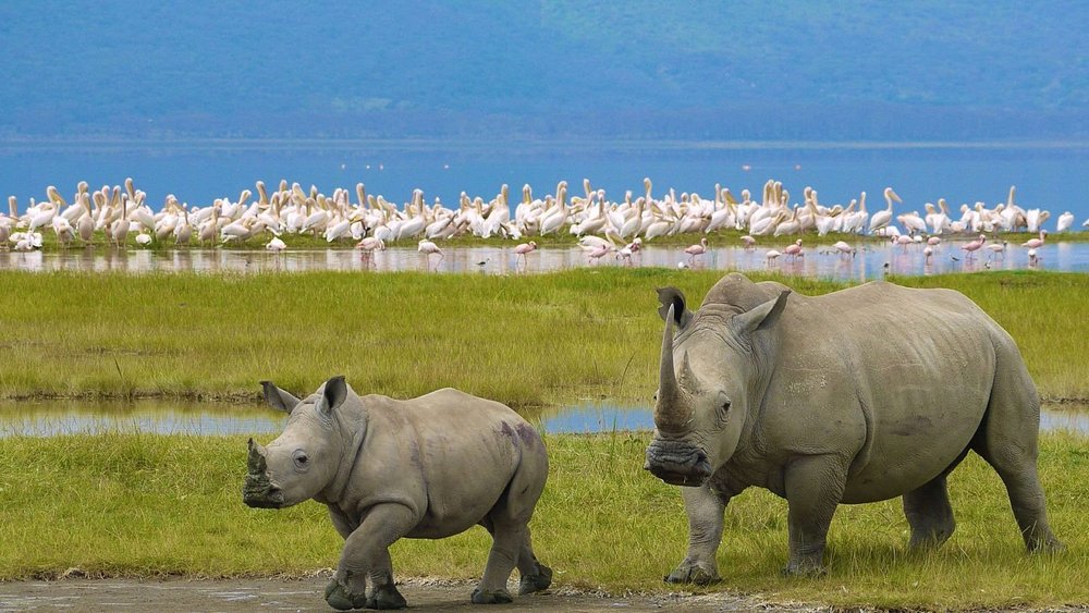 Rhinos on lake nakuru National Park In Kenya