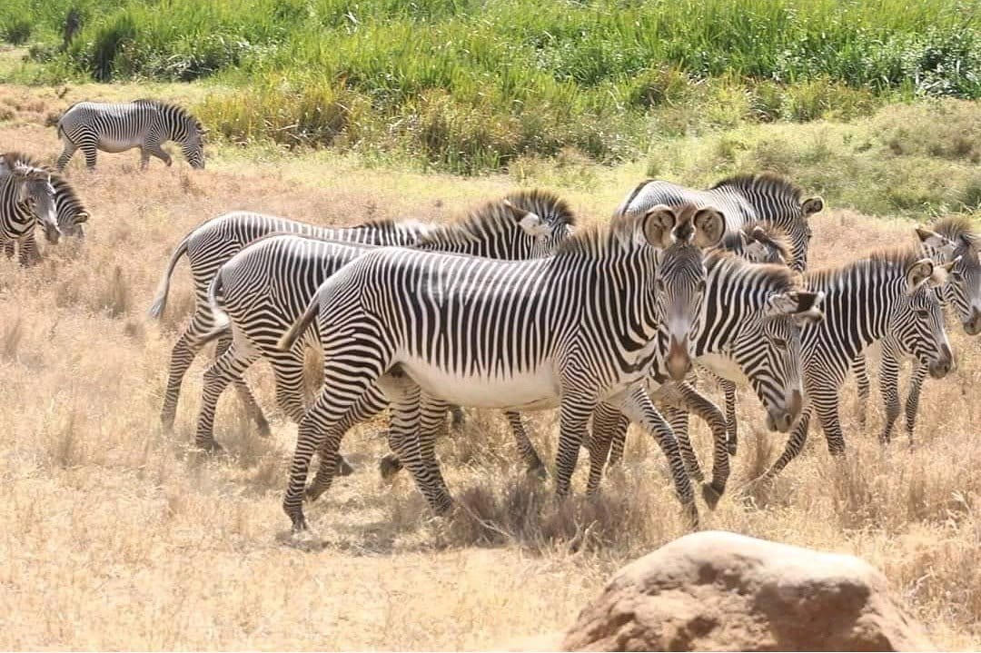 Zebras at Samburu National Reserve Kenya