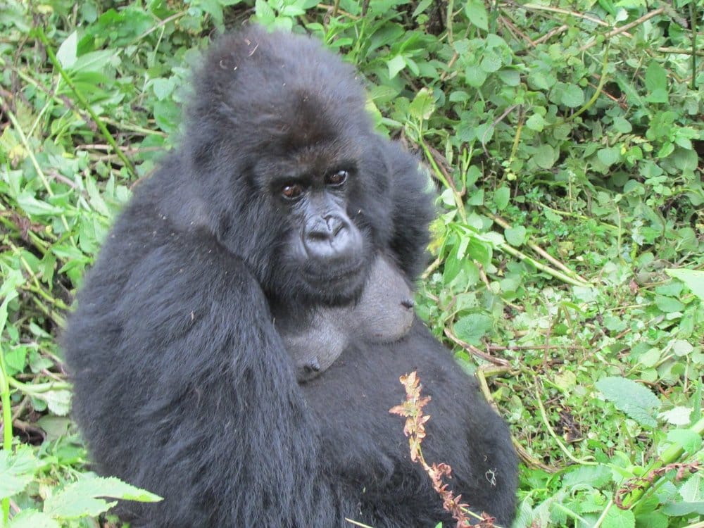 Gorila Relaxingin the jungle of bwindi