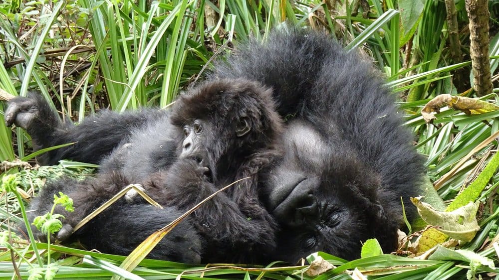 Mountain Gorillas in Volcanoes national Park