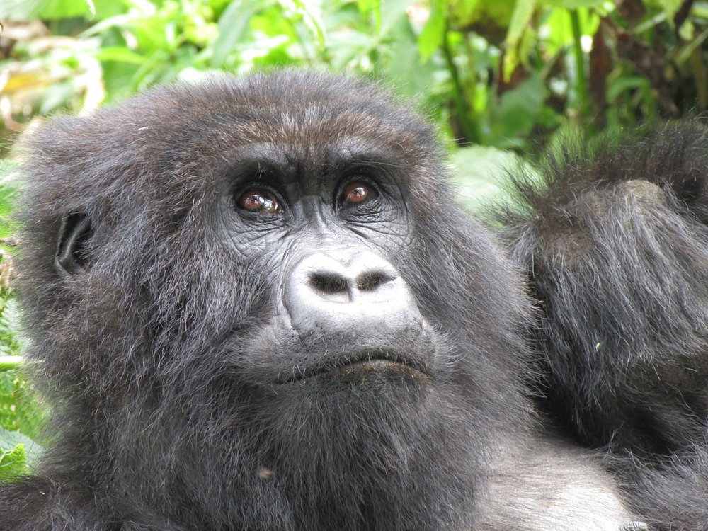 Gorillas in Volcanoes national Park