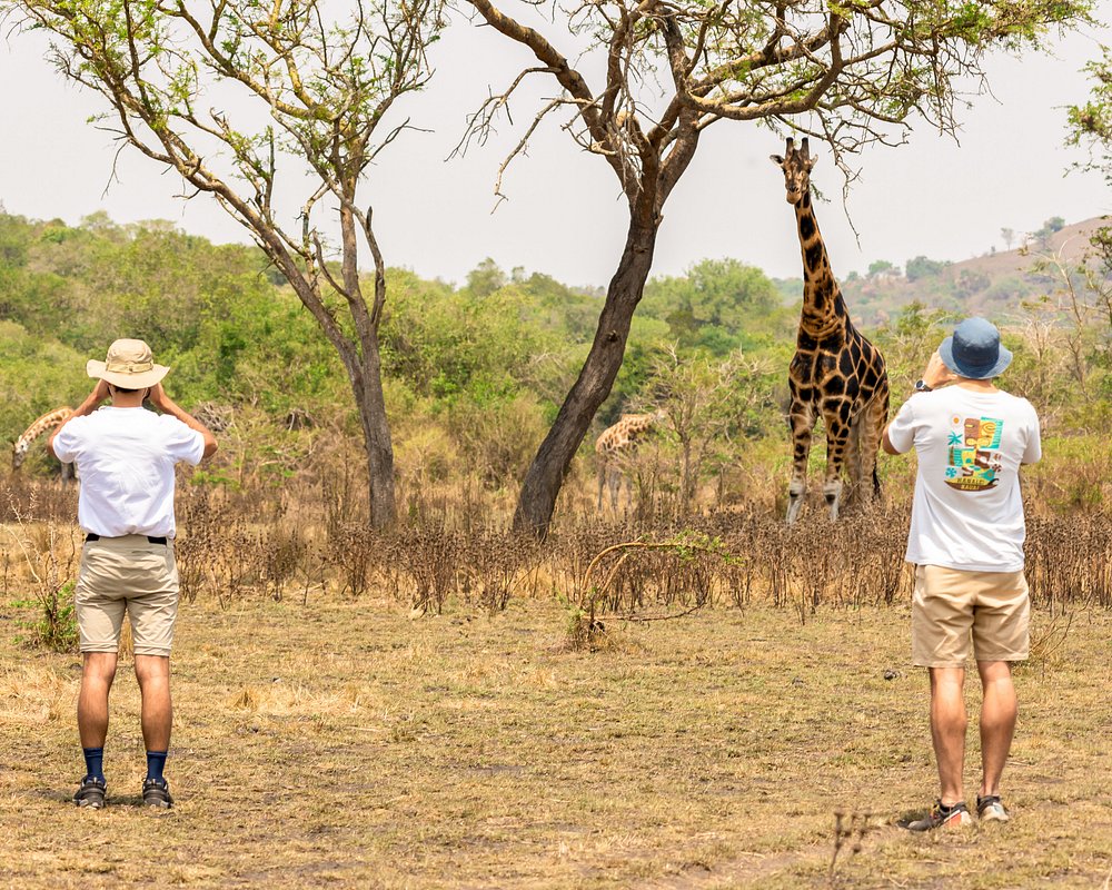 Giraffes in Lake Mburo National Park