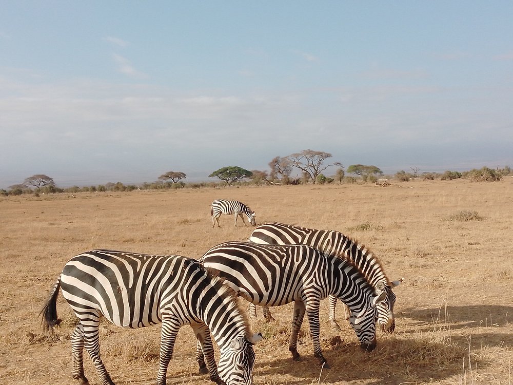 Zebras in Hell's Gate National Park