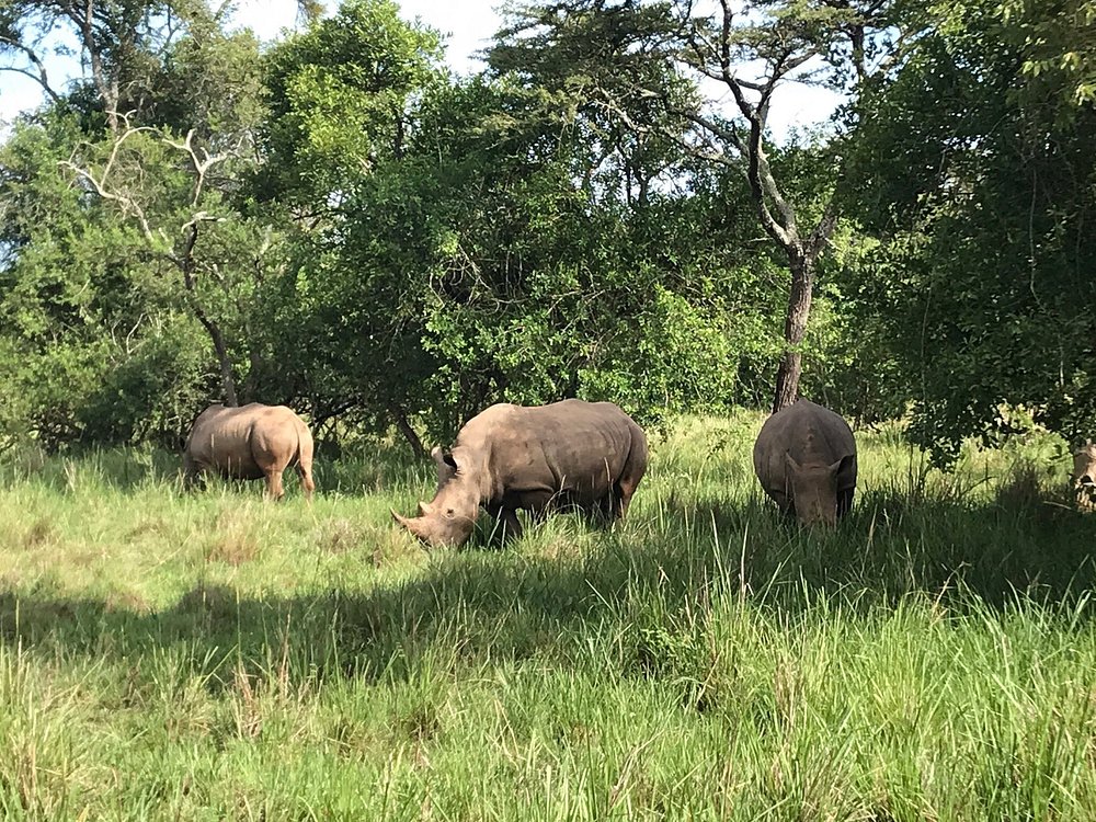 Rhinos in Ziwa
