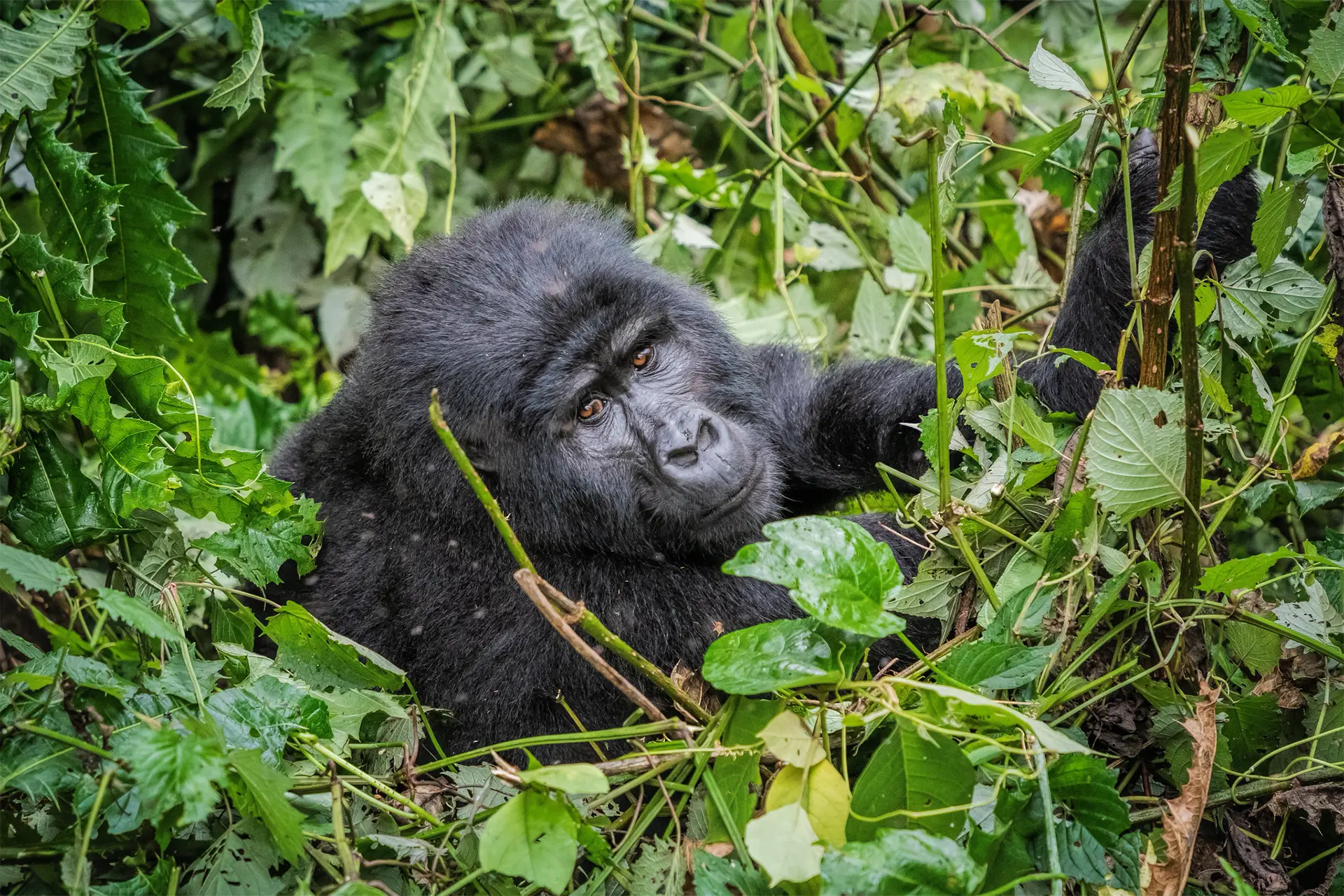 Mountain gorilla in Bwindi Impenetrable National Park Uganda
