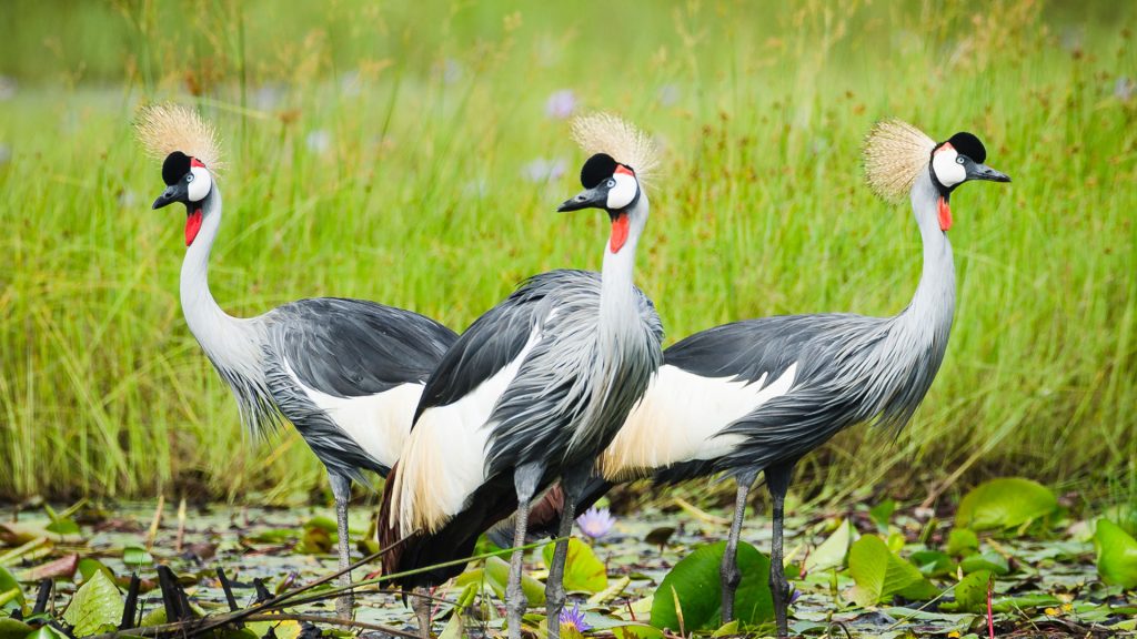 Crested Cranes in Mabamba swamp in Uganda