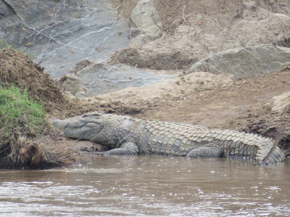 Crocodile in Masai Mara River