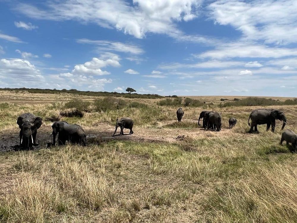 Wildlife in Masai Mara