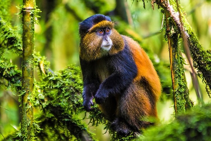 Golden Monkeys in Mgahinga Gorilla National Park
