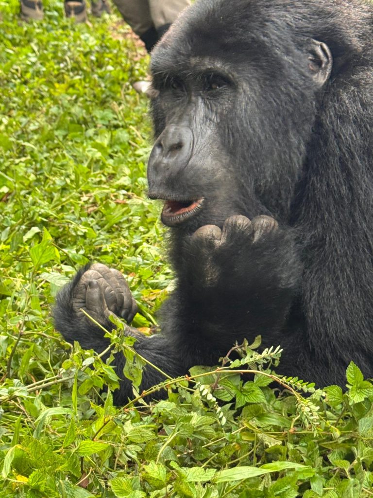 Gorillas in Bwindi Impenetrable National Park
