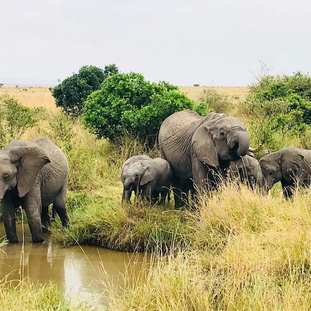 Elephant herd in Masai Mara