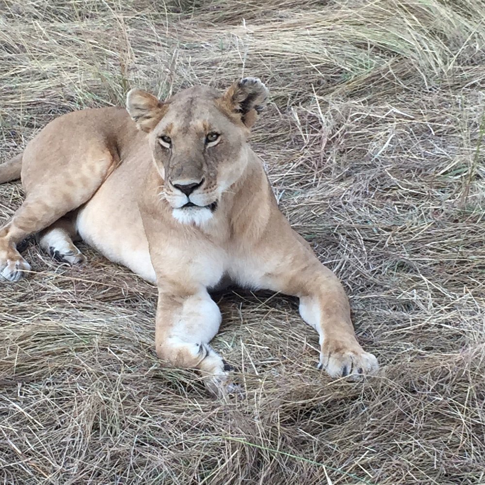 Lion in Masai Mara