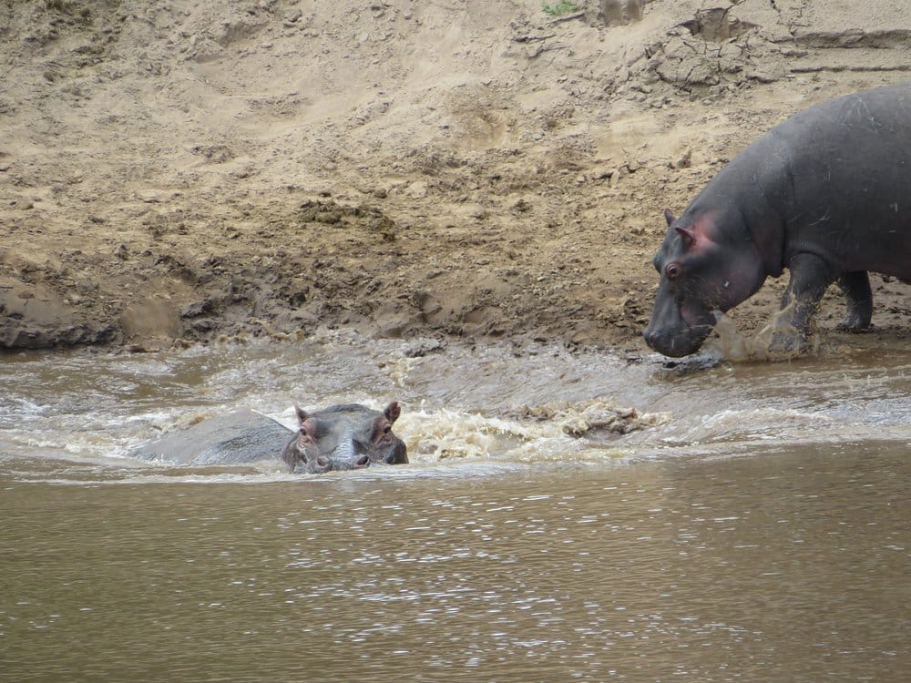 Hippo in Masai Mara National Reserve