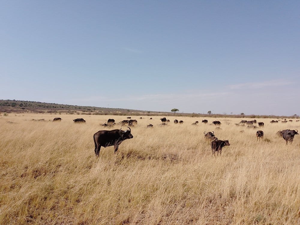 Buffalo in Masai mara national Reserve in kenya