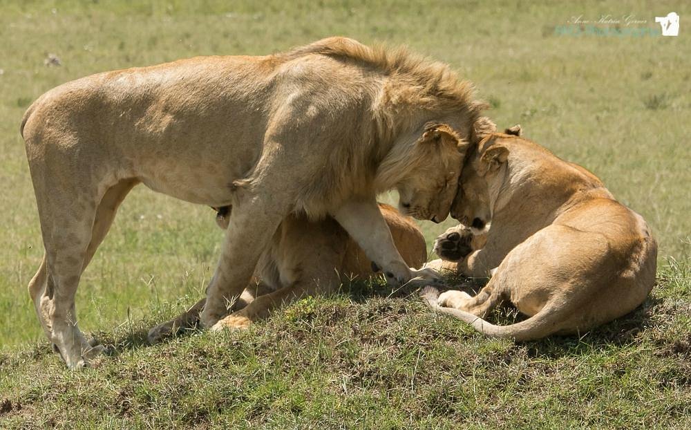 Lions at Masai Mara National Reserve