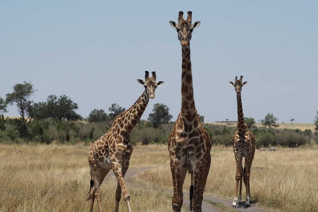 Giraffes in Masai Mara National Reserve