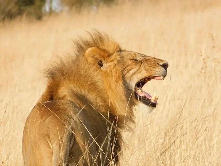 African Safari prices 2026