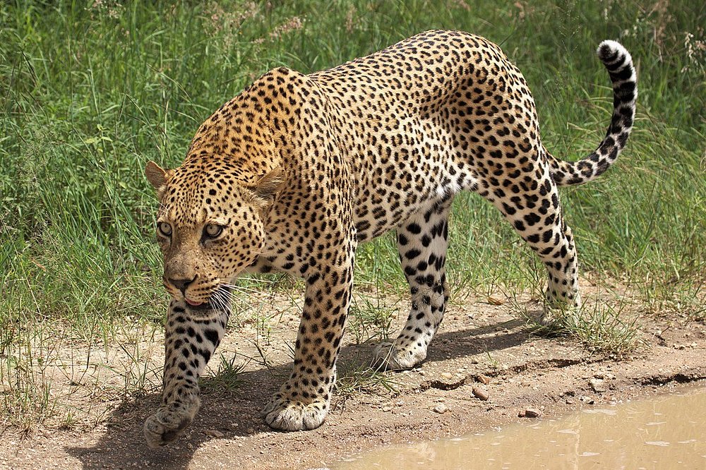 Leopard in Ngorongoro Crater