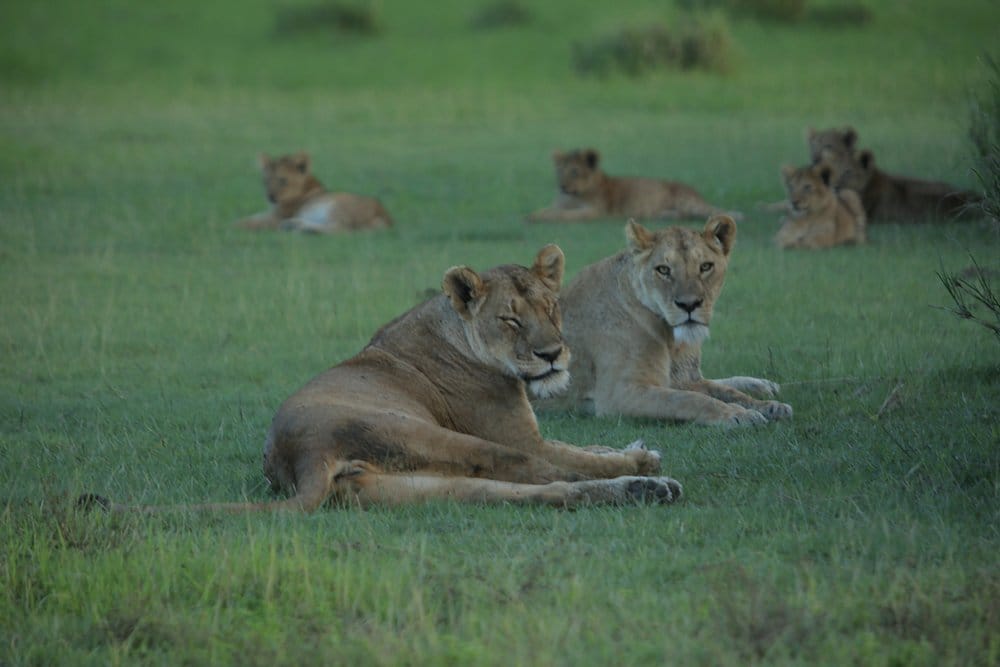 Lion in Ngorongoro national Park