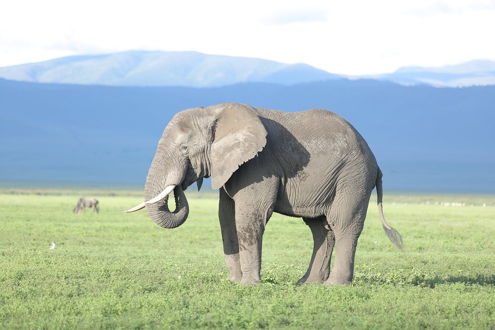 Elephant in Ngorongoro Crater