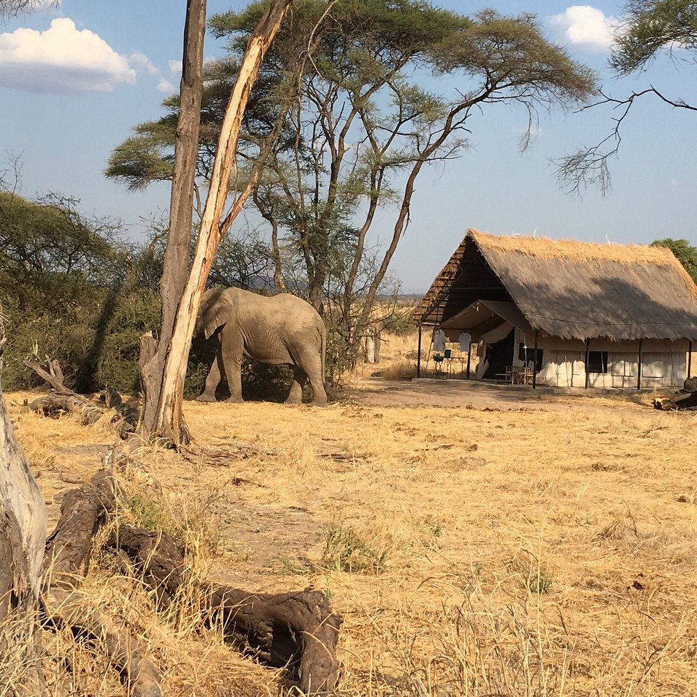 Ruaha River Lodge in Ruaha national Park