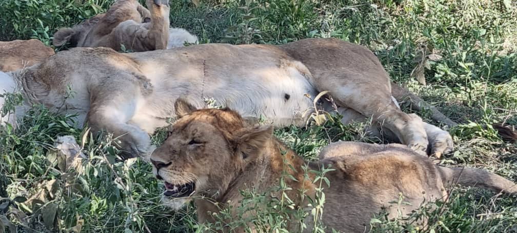 Lion is sSerengeti National Park