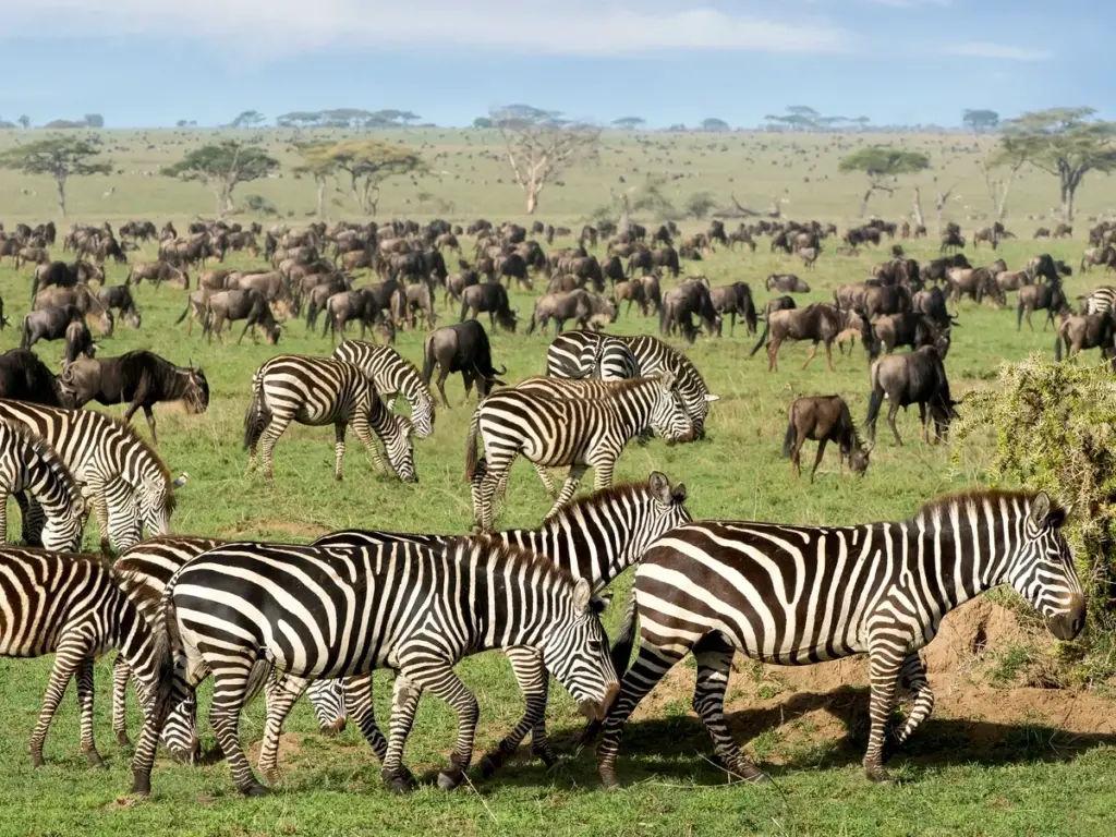 Zebras in Serengeti National Park