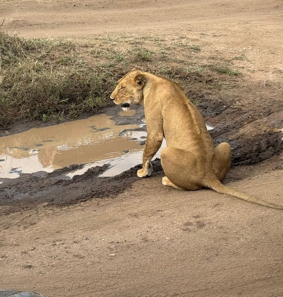 Lion in Serengeti National Park