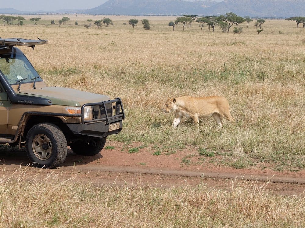 Game drive in Serengeti National Park