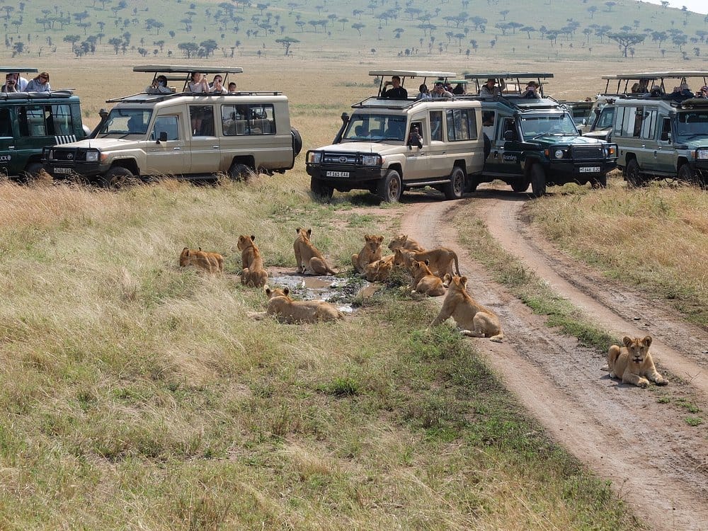 Lions on a game drive in Serengeti National park