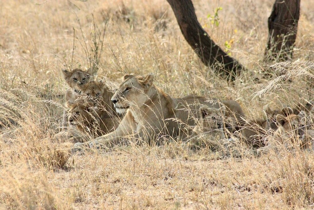 Masai Mara National Reserve