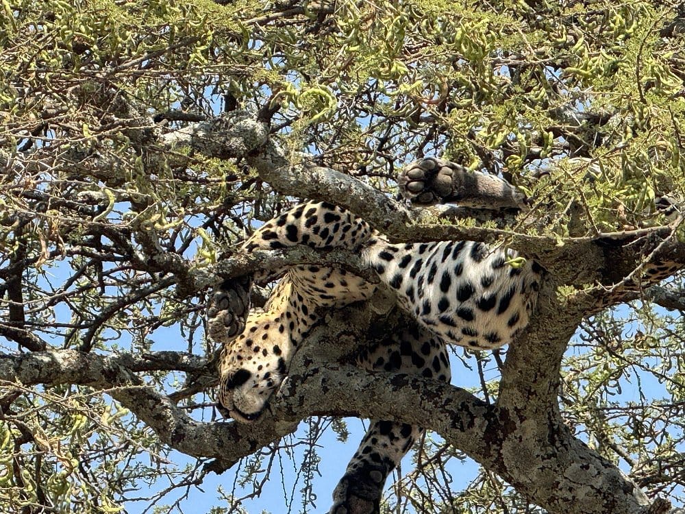 Leopard in Serengeti national Park