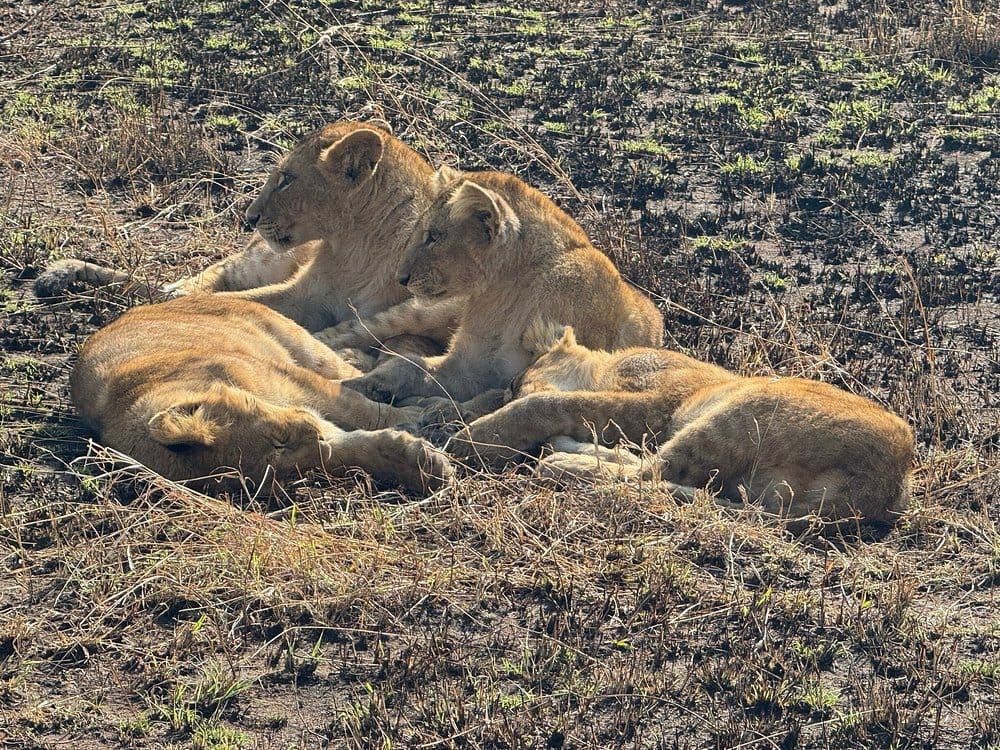 Lions during lion Tracking experience
