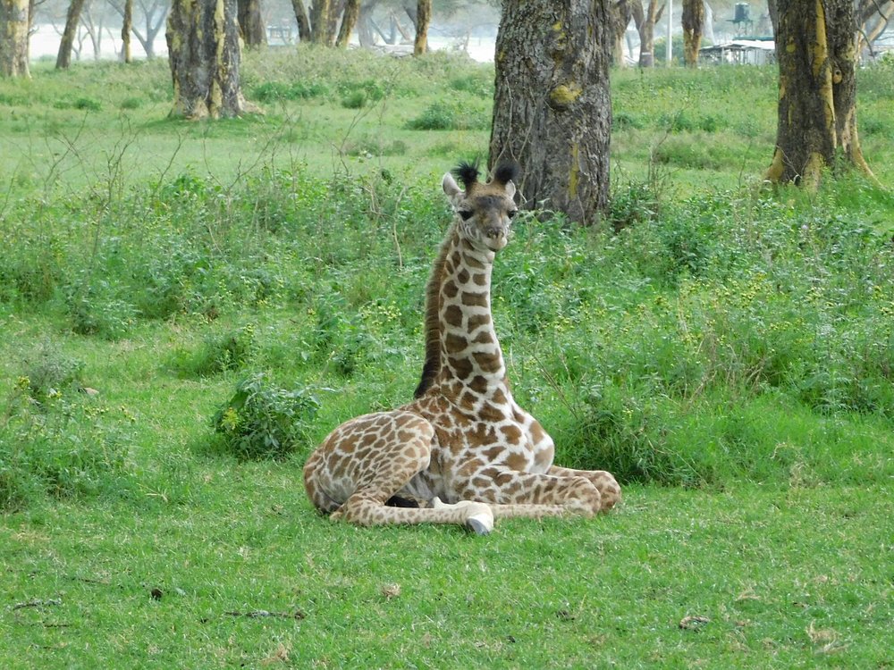 Giraffe in Naivasha National Park
