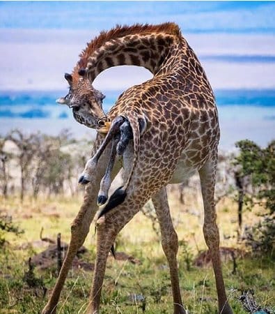how baby giraffes are born