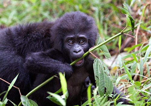 11 Days Wildlife Safari in Uganda